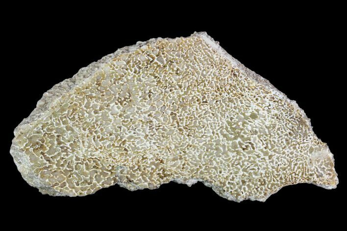 Polished Dinosaur Bone (Gembone) Section - Morocco #107145